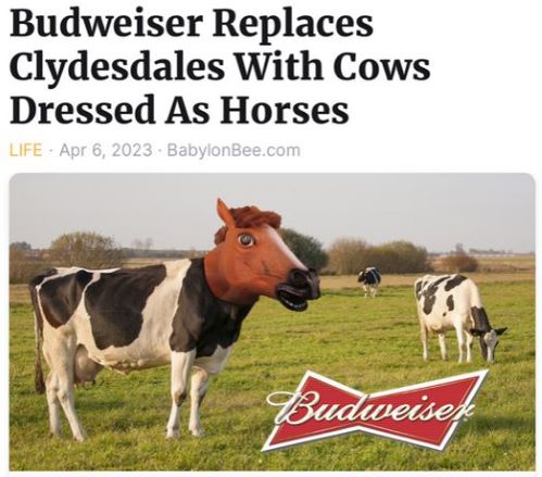 Budweiser replaces Clydesdales with cows.JPG